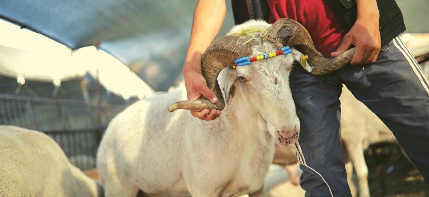 طبوغرافية السلطة وطقوس العبور من خلال الذبيحة والمسخرة حسب كتابات عبد الله حمودي