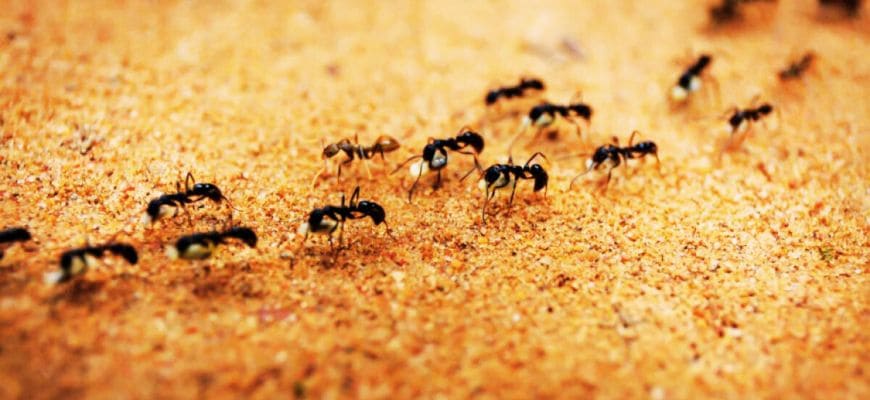 بلاغة الحيوان في سورة النمل